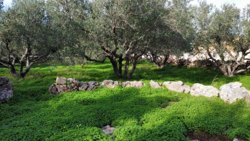 Kokkino Chorio Kreta, Kokkino Chorio: Eckgrundstück in der Nähe des Dorfes und der Einkaufsmöglichkeiten zu verkaufen Grundstück kaufen